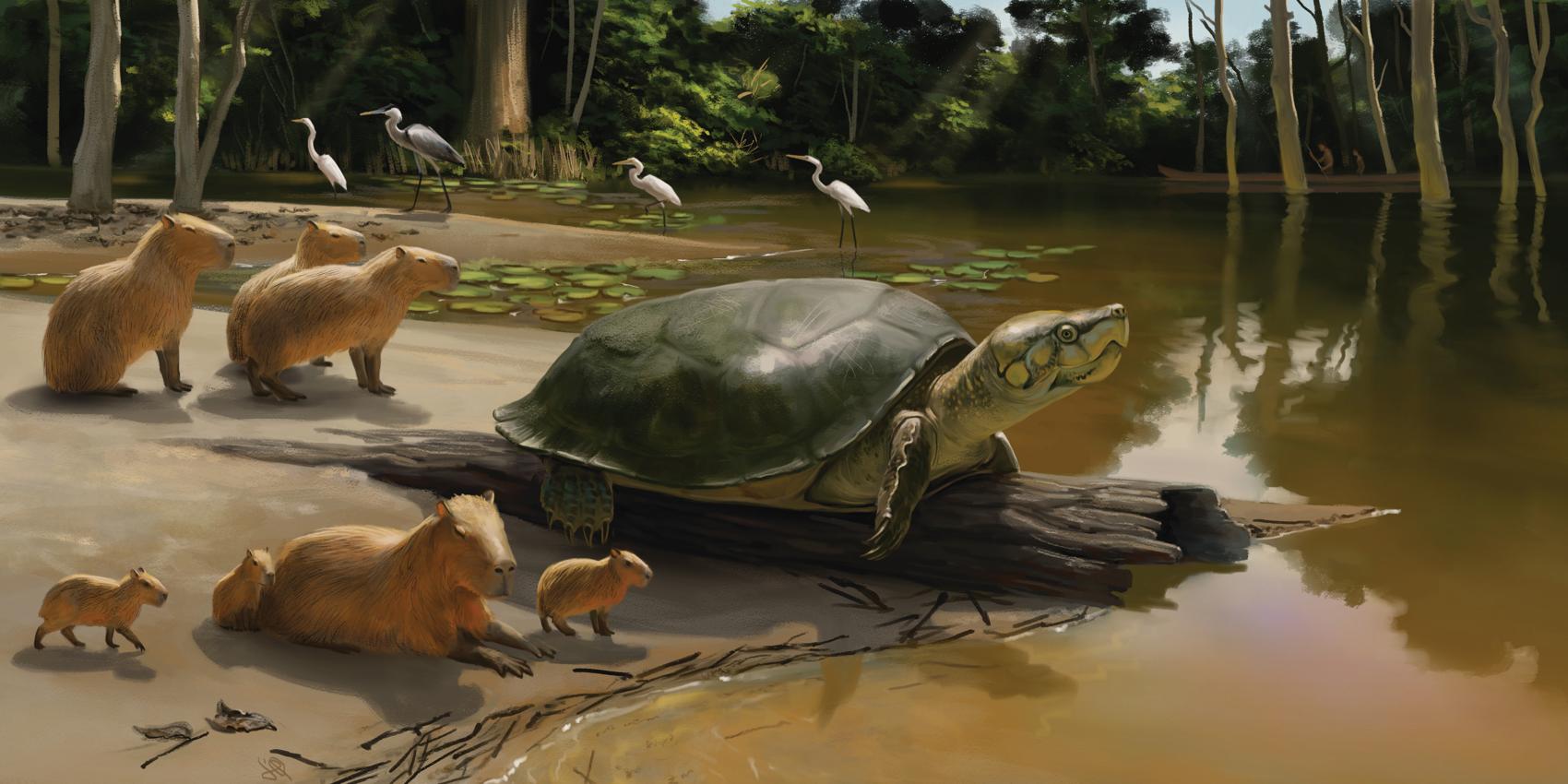 Giant turtle on the bank of a body of water with herons and capybaras