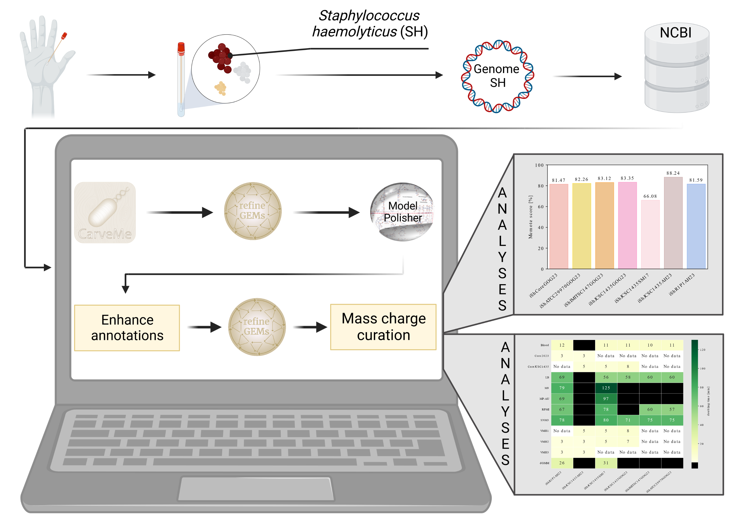 From genome sequence to strain-specific metabolic model of S. haemolyticus.