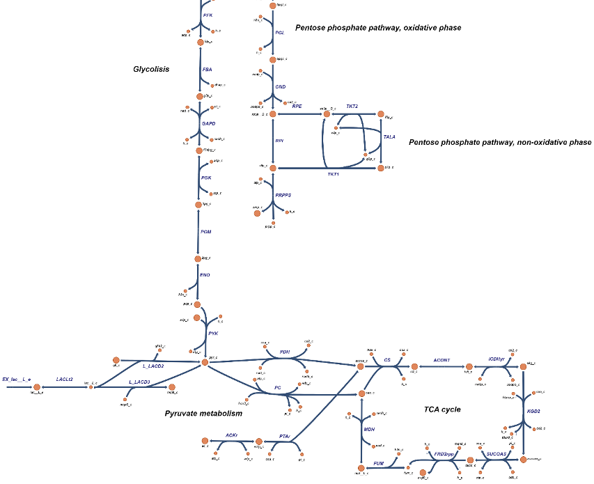 Primary metabolic pathways in Corynebacterium simulans