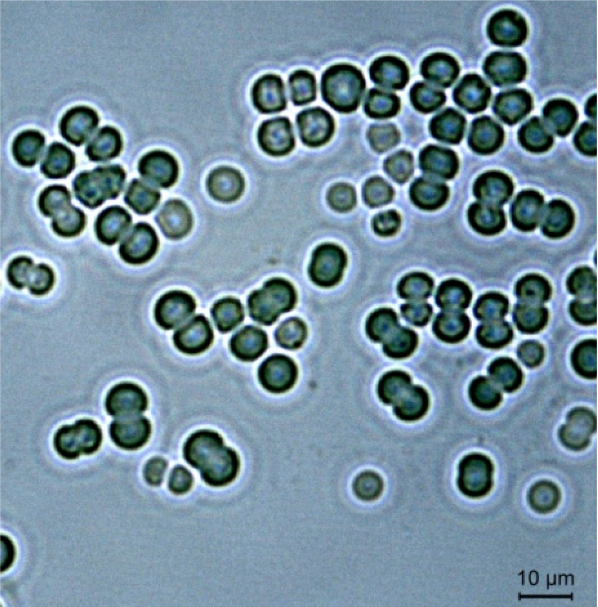 Lichtmikroskopische Aufnahme von Zellen des Cyanobakteriums Synechocystis sp. PCC6803. Foto: Khaled Selim