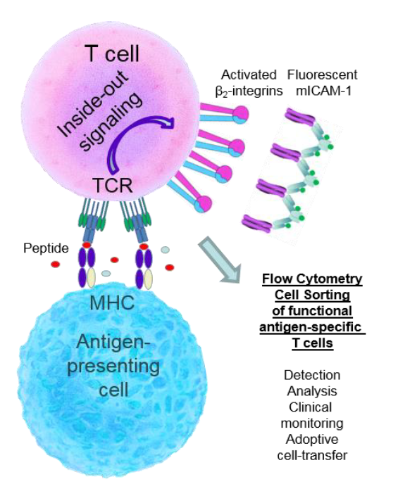 The new method identifies structural changes in the integrins, certain molecules expressed on the cell surface of the T cells, and thus detects whether the T lymphocytes are working effectively.