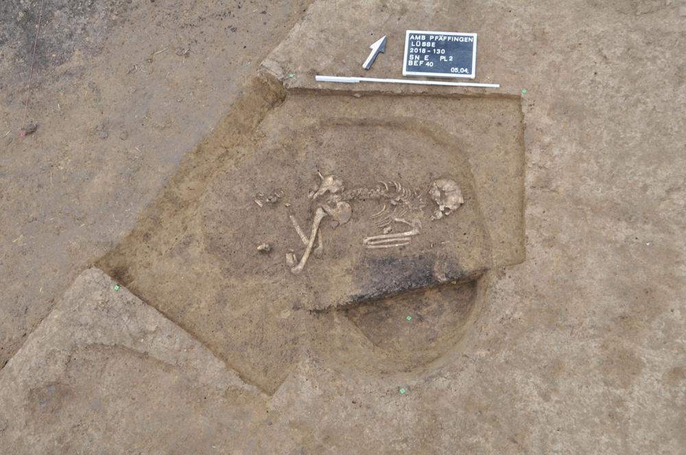 Übersichtsaufnahme Hockerbestattung einer 30 bis 40-jährigen Frau aus der frühen Jungsteinzeit, die in linksseitiger Hockerlage beigesetzt wurde