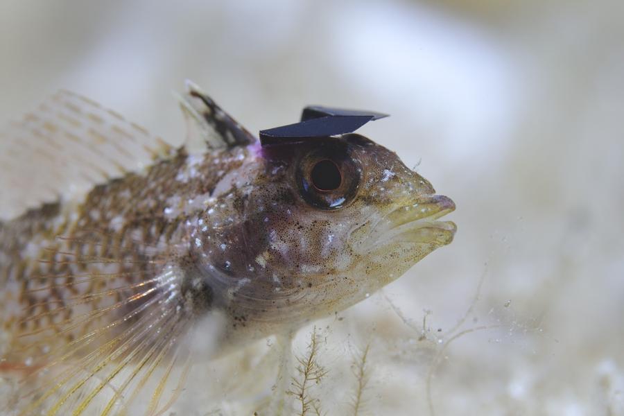 Gelber Spitzkopf-Schleimfisch mit kleinen Hütchen über dem Auge