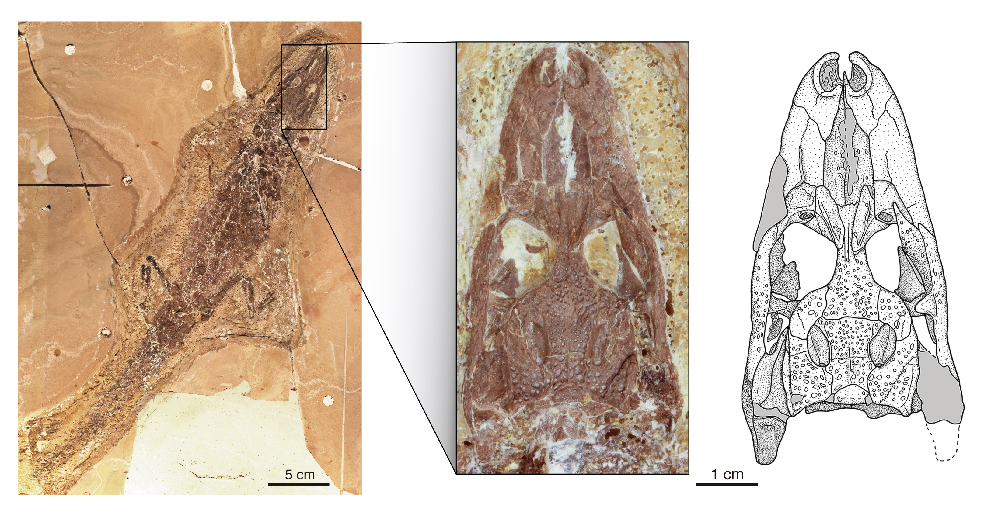 Skelett und Schädel (Vergrößerung) eines der seltenen Funde von Tsoabichi greenriverensis, einem frühen Kaiman, aus den rund 52 Millionen Jahre alten Gesteinen der Green-River-Formation in Wyoming, USA. 
