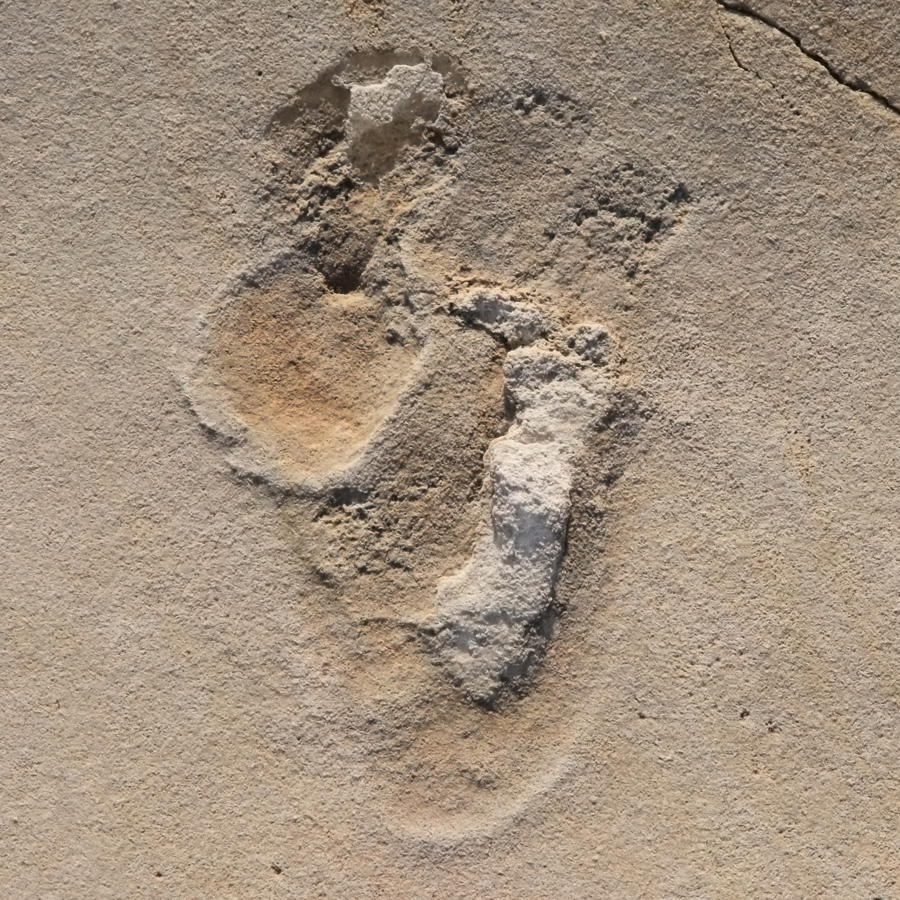 Foto eines versteinerten Fußabdruckes eines Menschenvorläufers