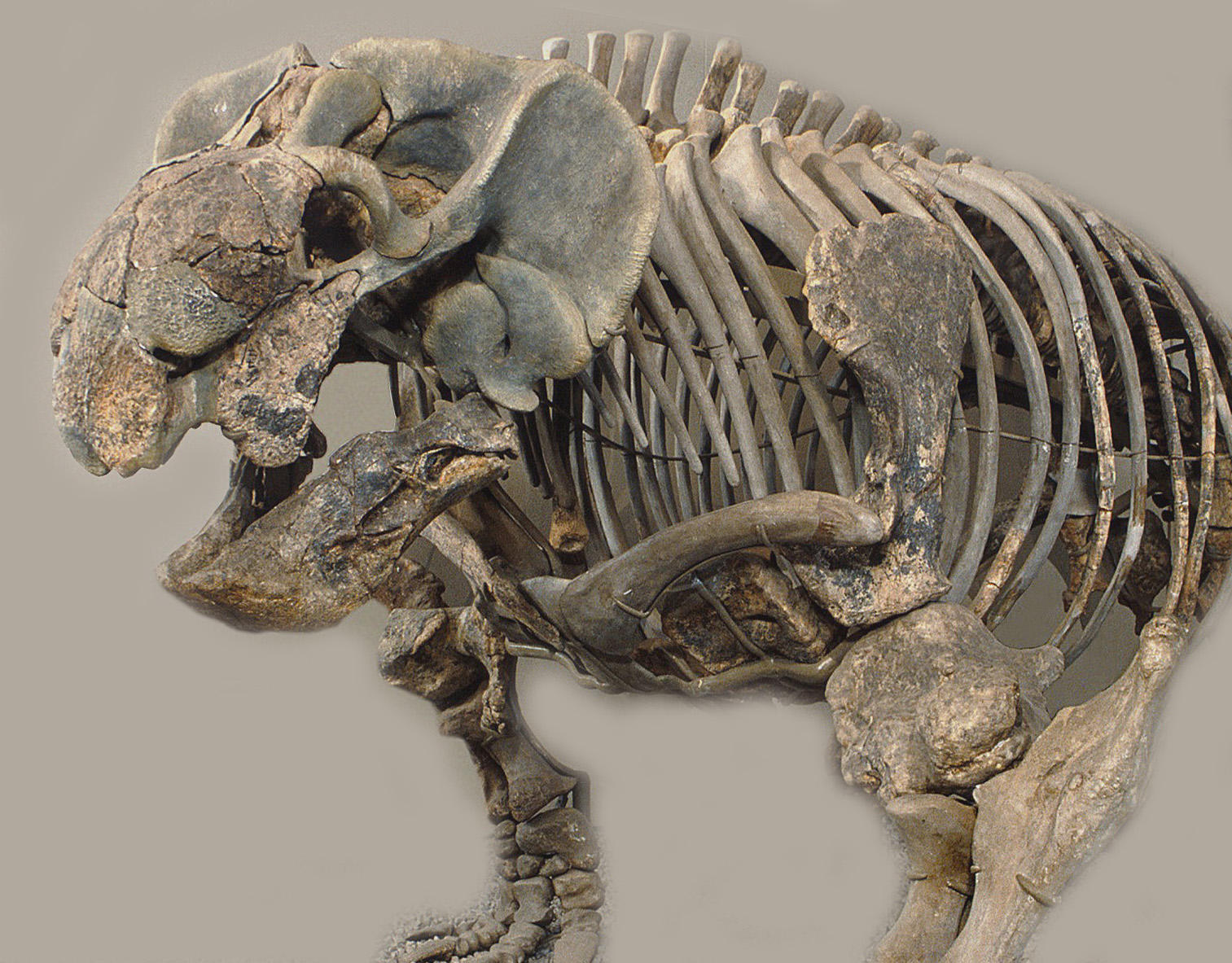 Schrägansicht eines Skeletts des frühen Säugetiervorfahrens Stahleckeria potens mit reptilienartiger Schnauze