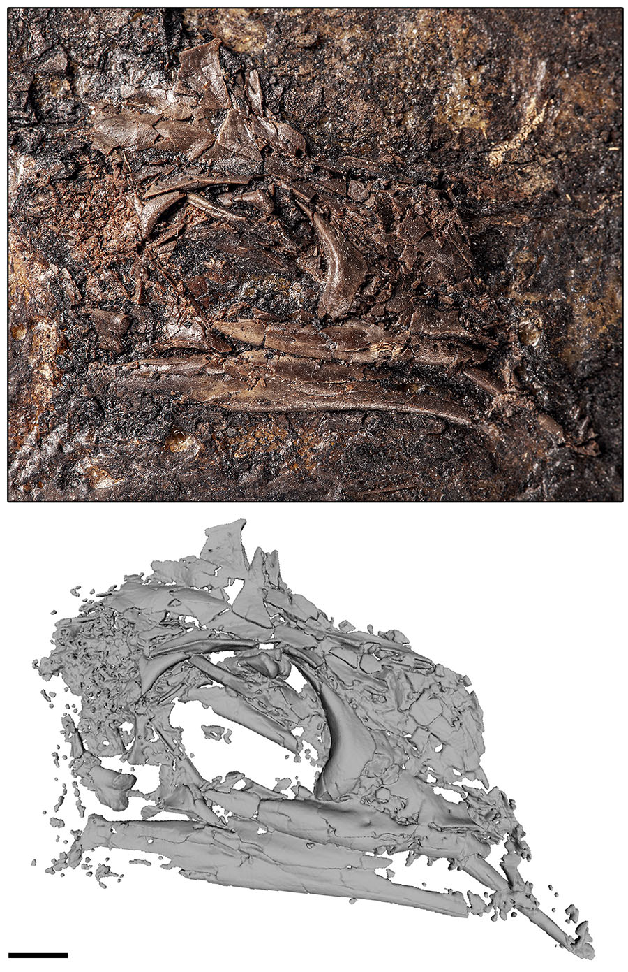 Fossiler Schädel von Geiseleptes del-finoi aus dem Eozän