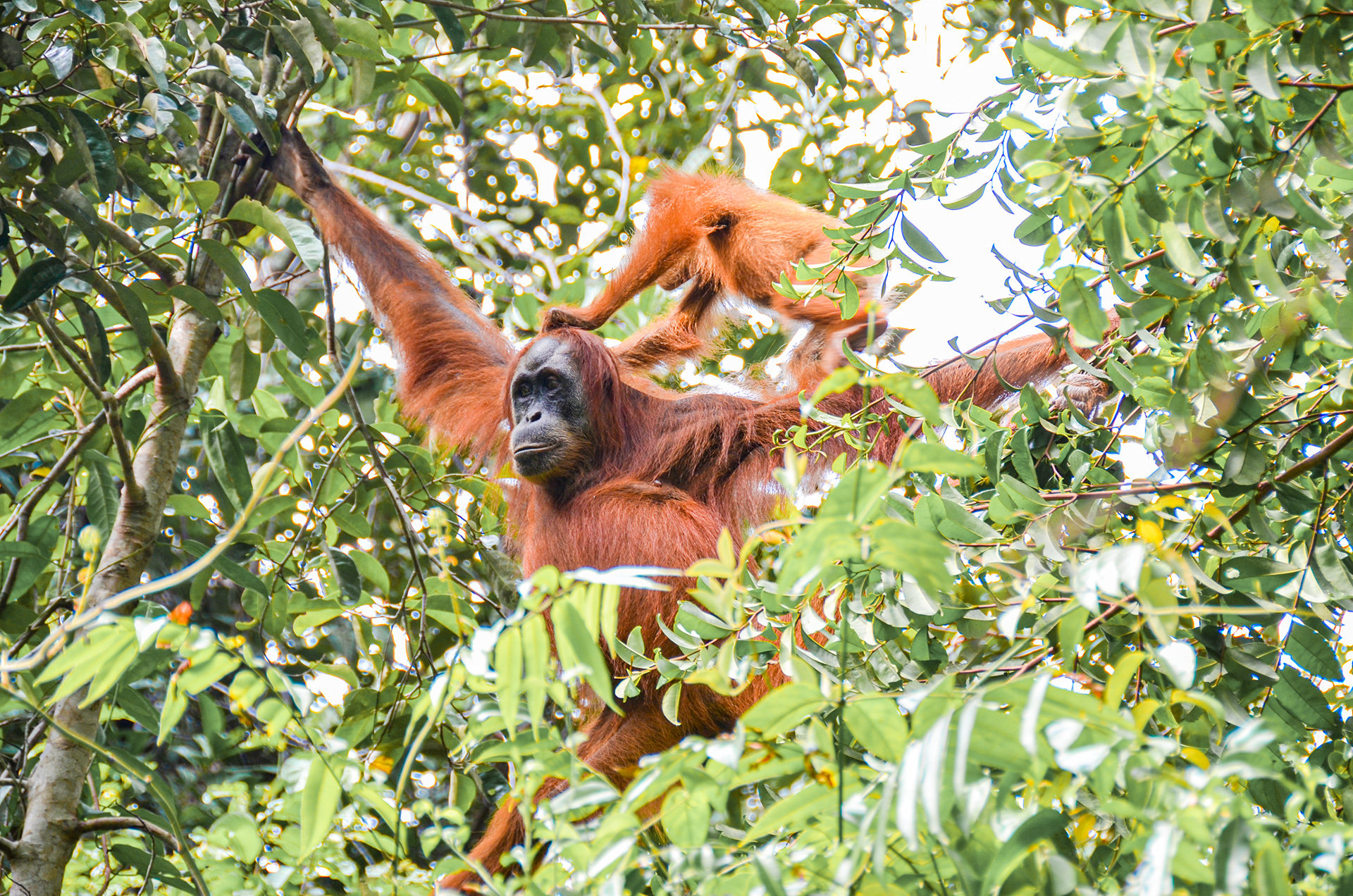 Zwei Orang Utans sitzen auf einem Baum im Dschungel.