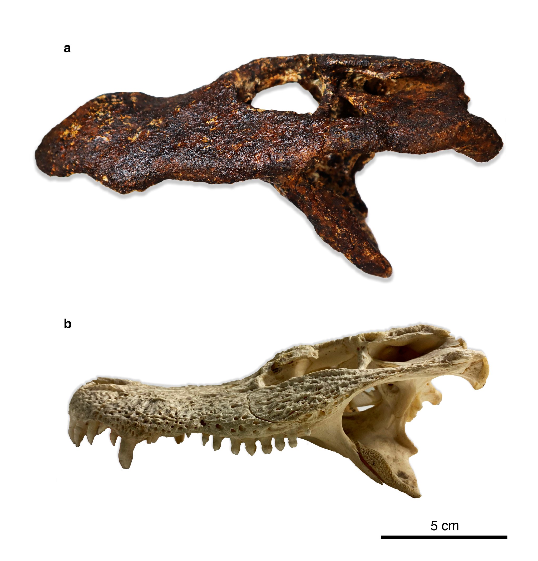 Seitliche Ansicht der Schädel von (a) Alligator munensis und (b) dem China-Alligator, Alligator sinensis, im Vergleich. 