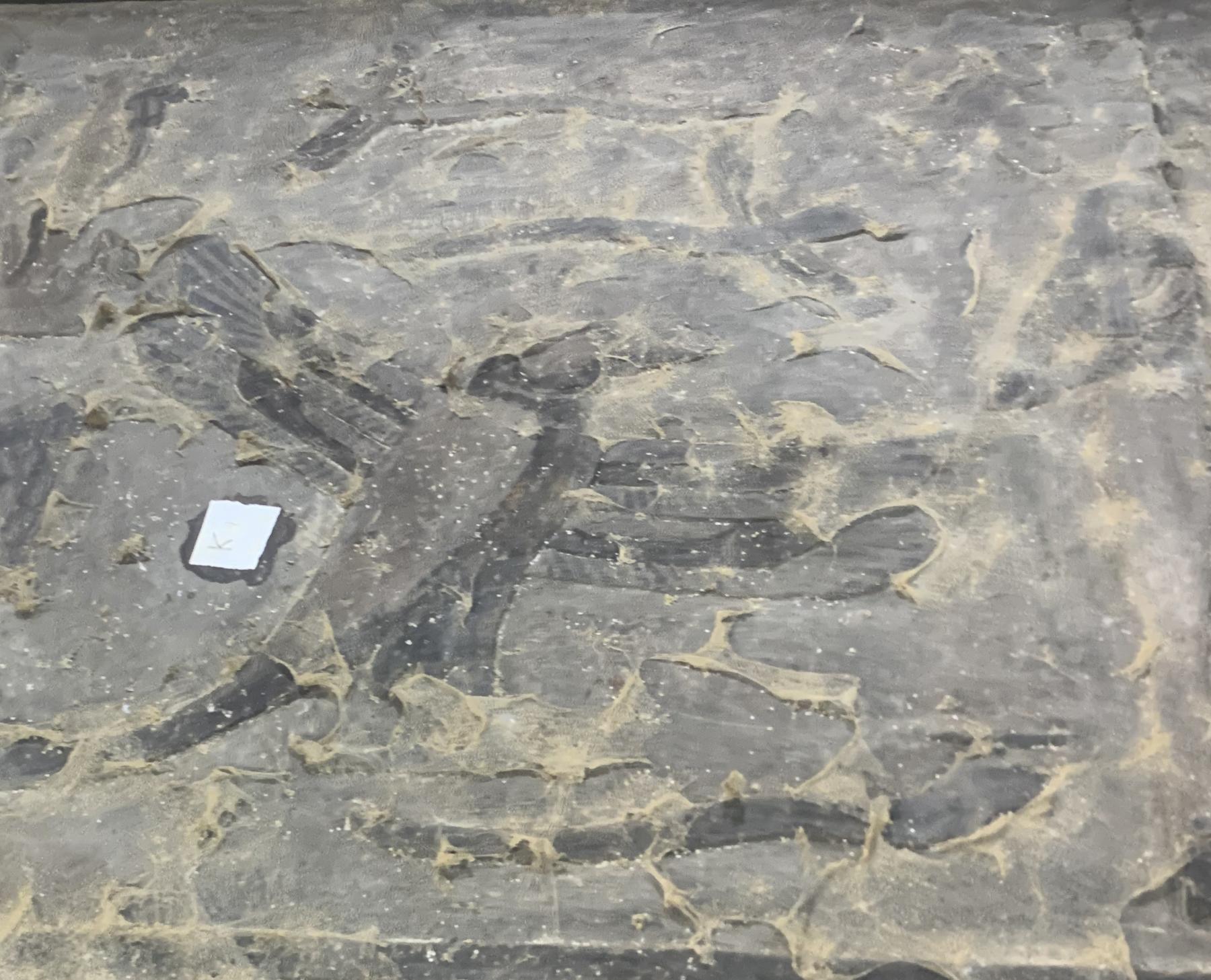 Darstellung geflügelter Schlangen und eines Mischwesens aus Vogel, Krokodil und Schlange vor der Restaurierung