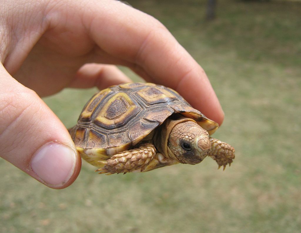 Homopus areolatus – eine der kleinsten rezenten Schildkrötenarten. 
