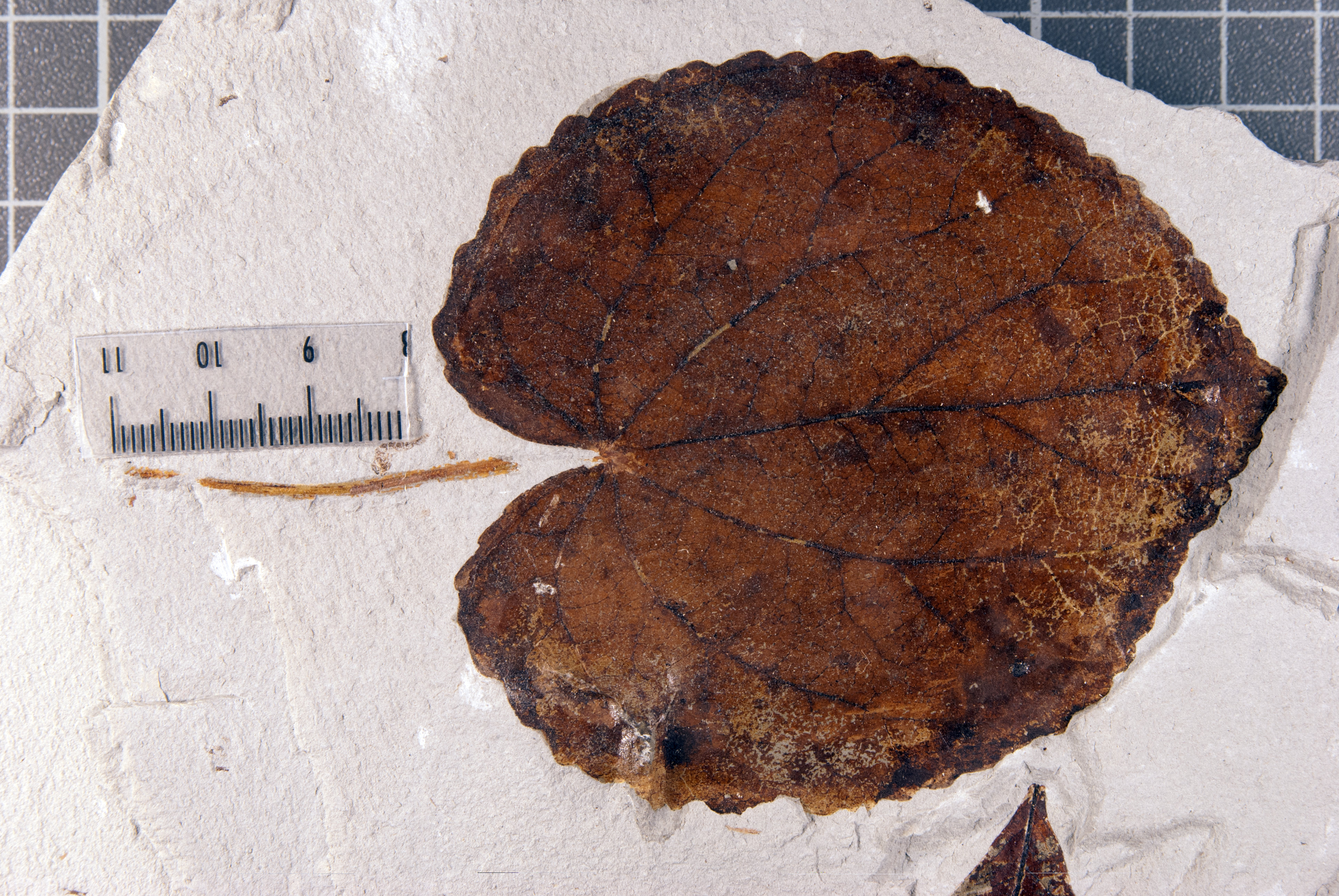 Blatt von einem Baum der Gattung Cercidiphyllum (C. crenatum) aus dem Pliozän aus der Fossilfundstelle Willershausen (Harz). 