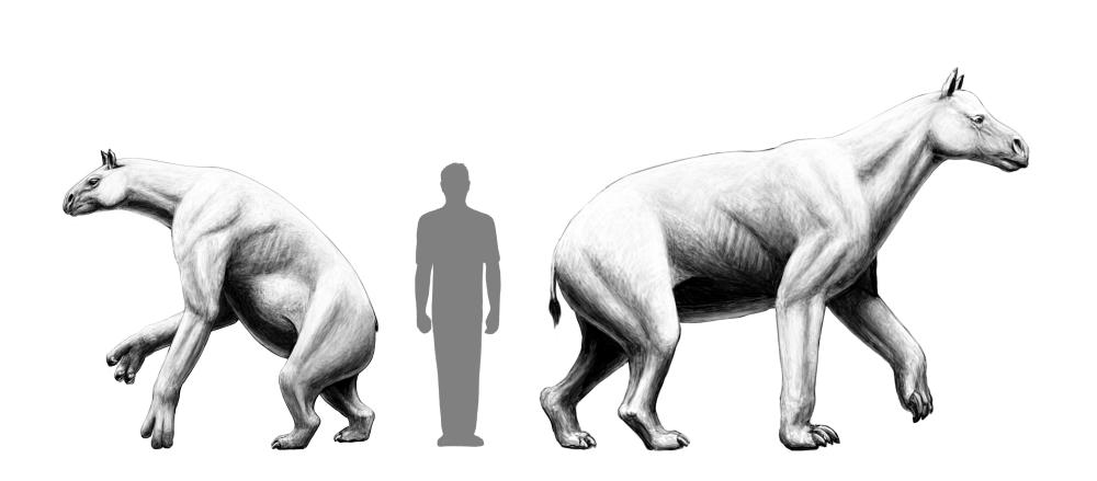 Abbildung in Schwarz-Weiß, auf der links das Krallentier Chalicotheriinae und rechts Schizotheriinae zu sehen ist. In der Mitte ein Symbol für einen ausgewachsenen Menschen zum Größenvergleich. Beide sind deutlich höher als ein Mensch und sehen wie eine Mischung aus Tapir und Pferd aus.