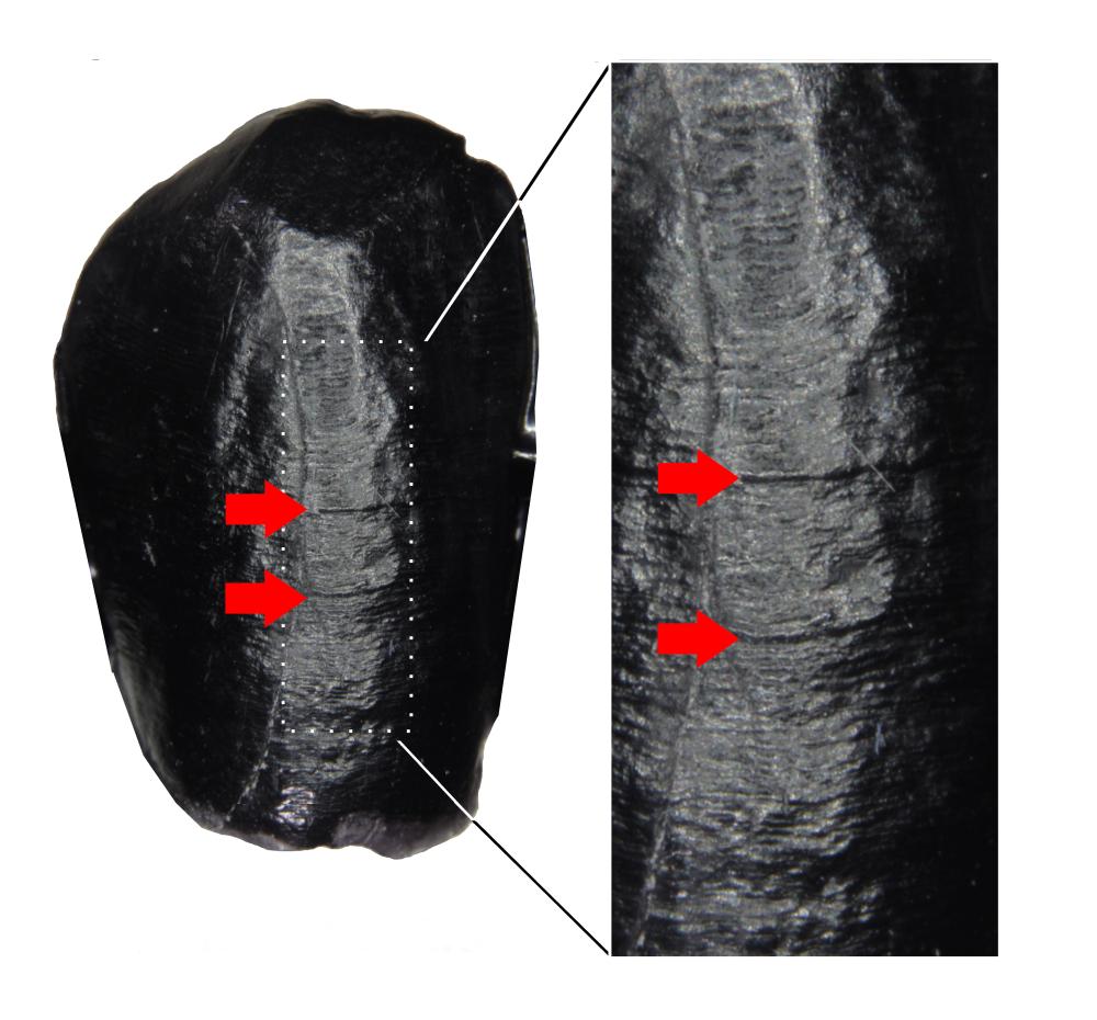 Black and white image showing the replica of an elongated canine tooth in grey. Defects in the enamel development are marked with red arrows.