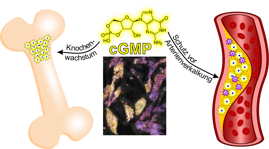 Auswirkungen des cGMP-Signalweges auf Knochenwachstum und Gefäßverkalkung: Wird der cGMP-Signalweg in bestimmten Knochenzellen angeworfen (links, gelbe Zellen) so fördert dies das Knochenwachstum. Ist dieser Signalweg hingegen in Muskelzellen atherosklerotischer Gefäße aktiv (rechts, gelbe Zellen), hemmt dies die Gefäßverkalkung. Interessanterweise ist der hier untersuchte Zweig des cGMP-Signalweges nicht in allen Zellen atherosklerotischer Gefäße aktiv (rechts, lila Zellen). In der Mitte ist oben die chemische Struktur von cGMP gezeigt. Darunter sind Gefäßmuskelzellen zu sehen, die live unter dem Mikroskop beobachtet wurden und gerade viel beziehungsweise wenig cGMP bilden (gelbe bzw. lila Zellen).