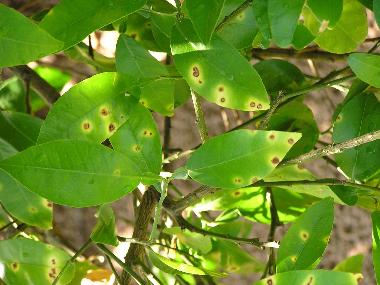 Close-up of leaves from a lemon tree. Green with spots.