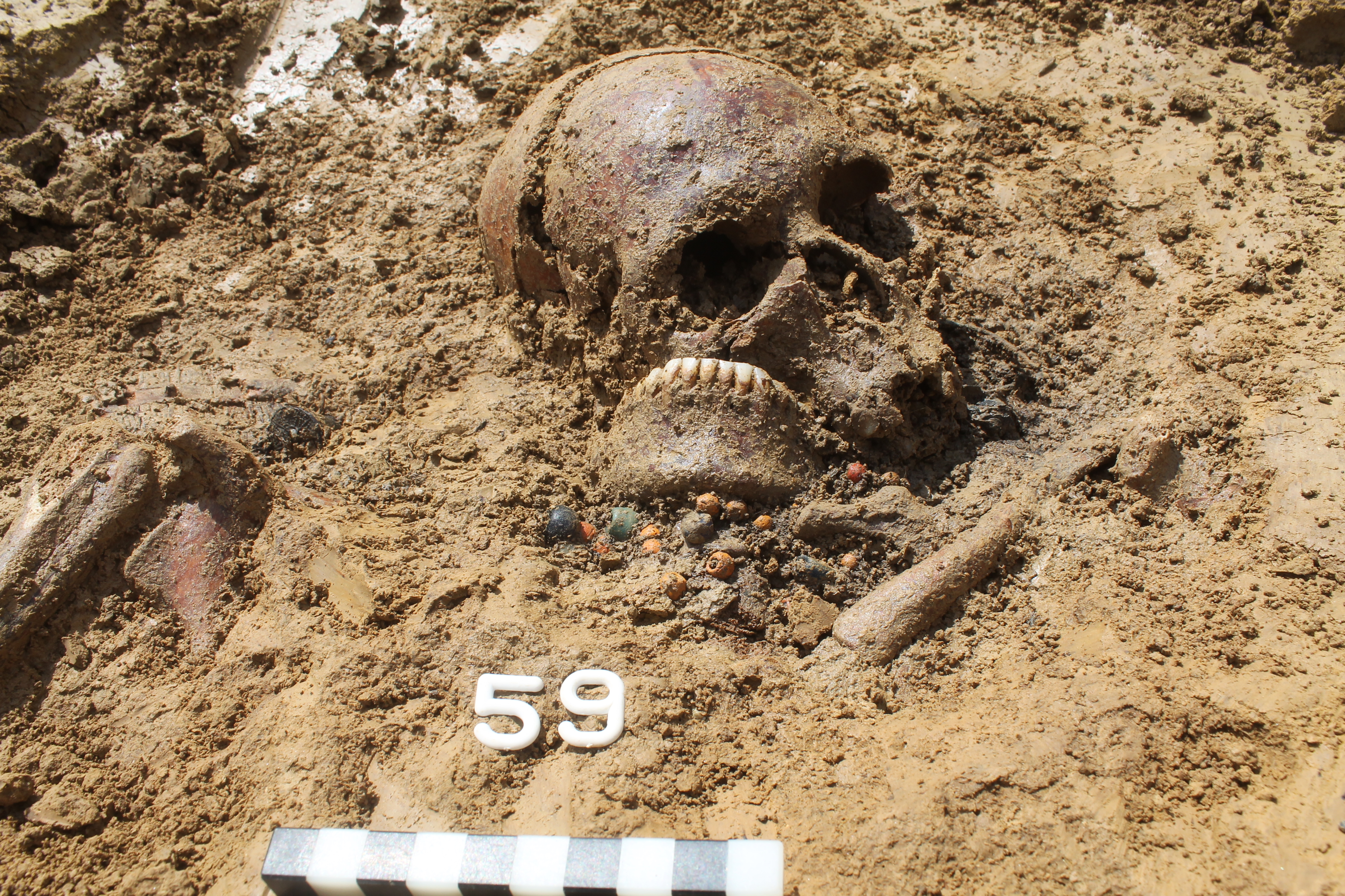 A woman's skull in an excavated grave.