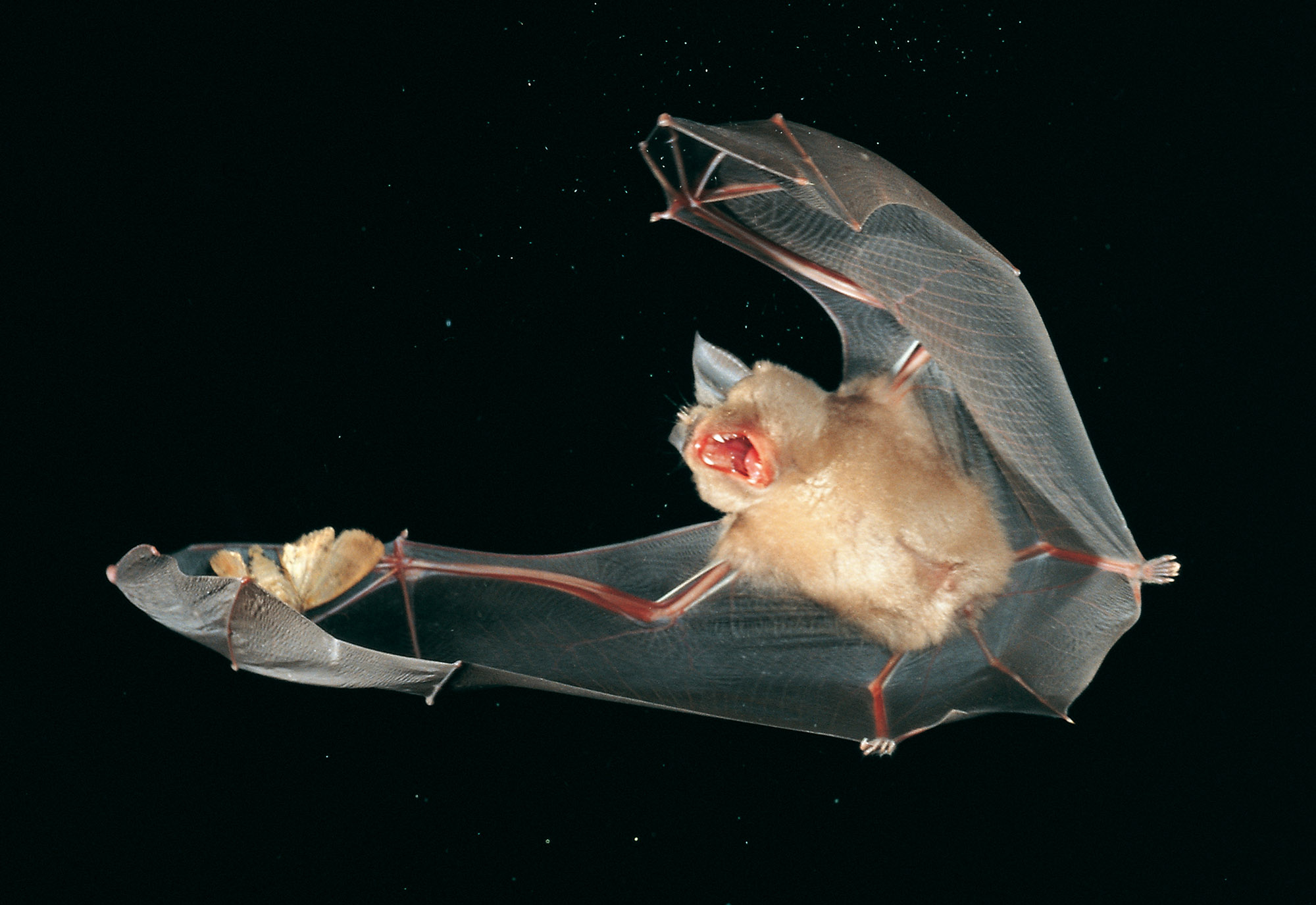 Bat catches a moth