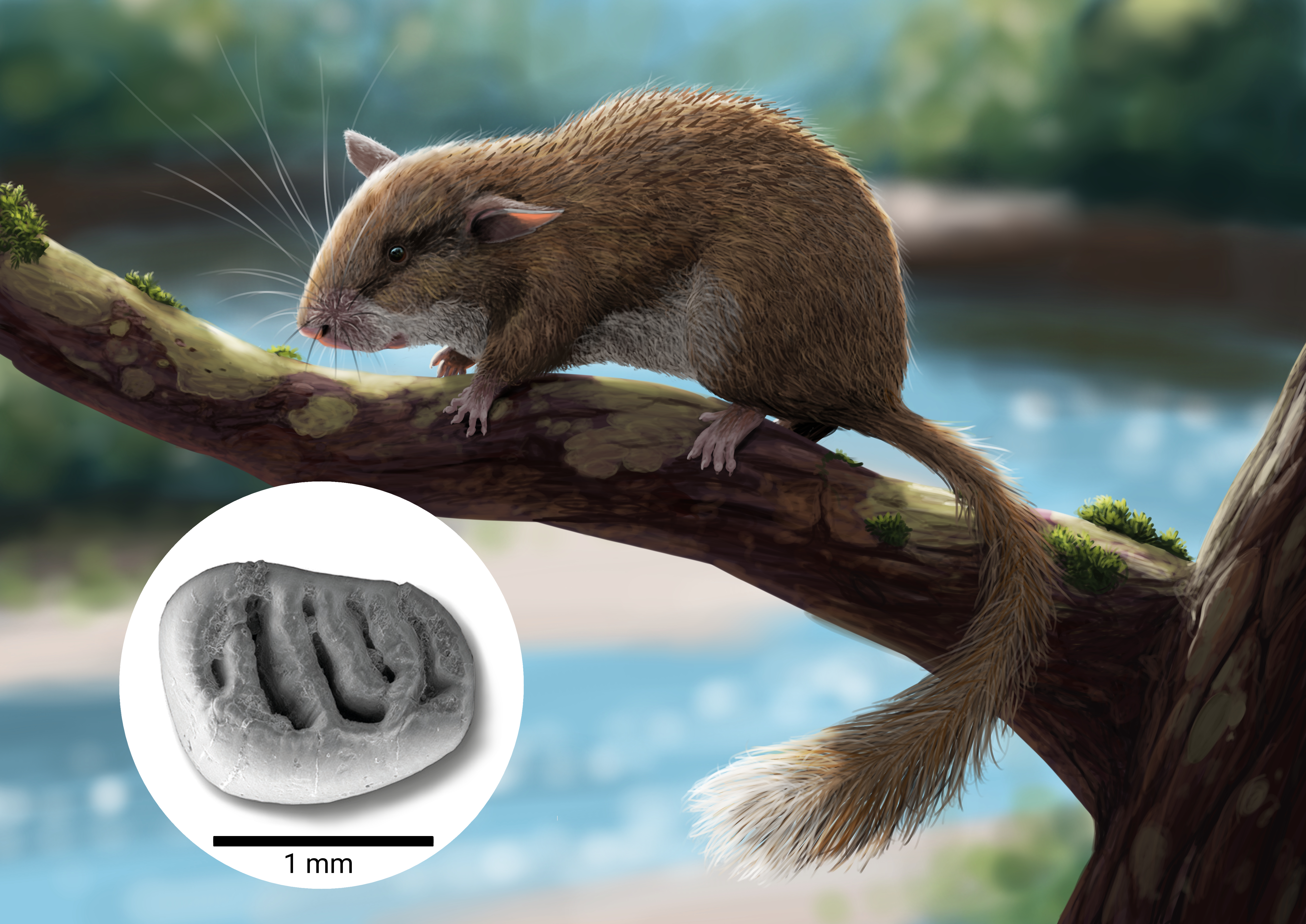 Artist's reconstruction of a spiny dormouse in the wetlands of the Hammerschmiede inset.