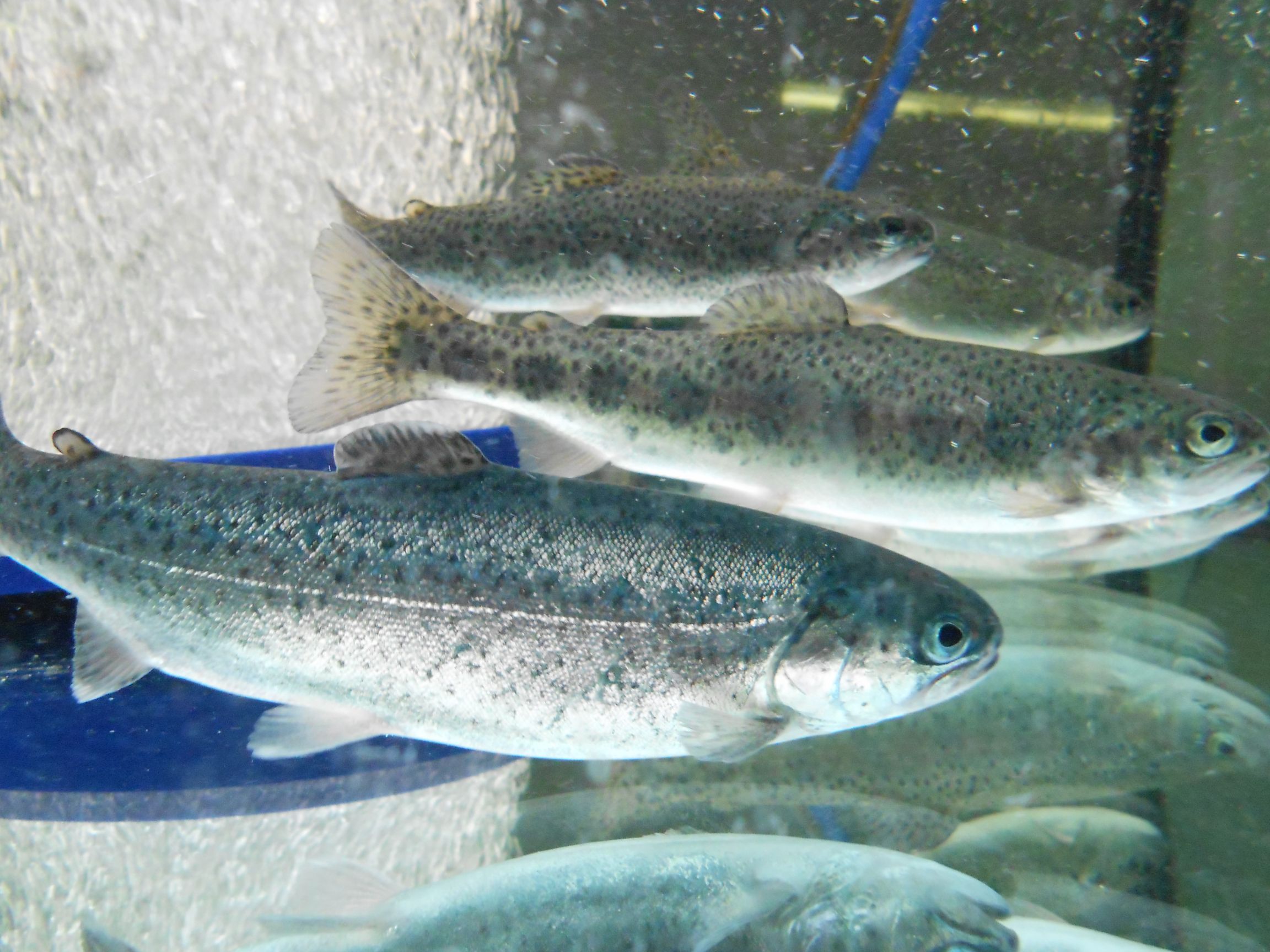Nach der Aufrüstung der Kläranlage verbesserte sich im betroffenen Gewässer der Gesundheitszustand der Fische.