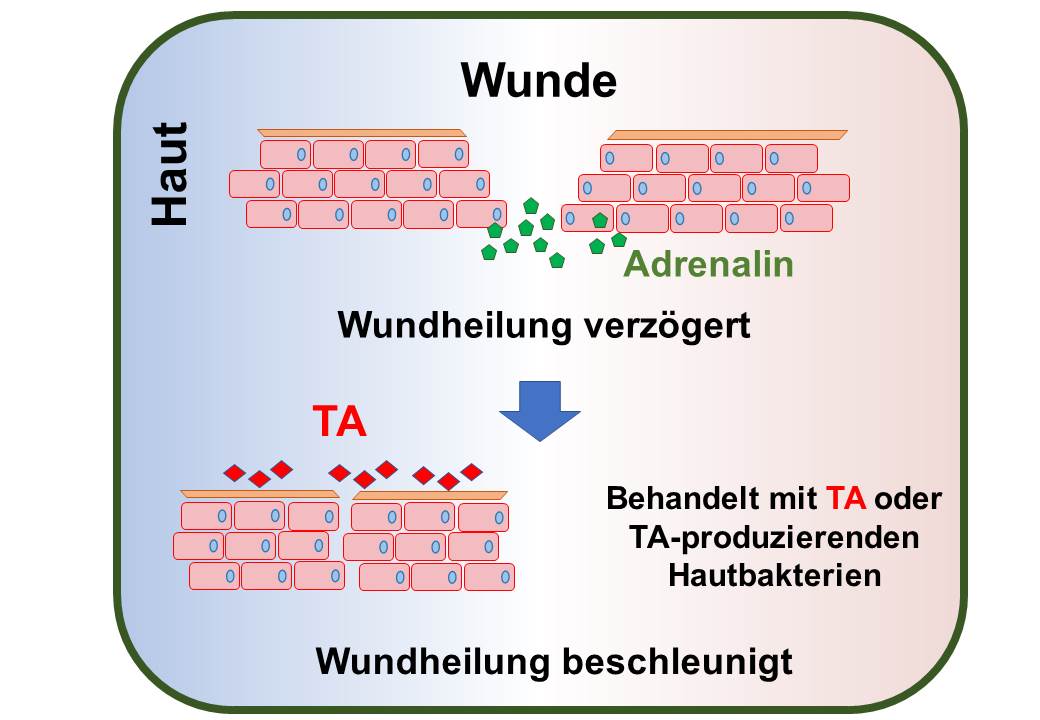 Die Abbildung zeigt eine vereinfachte Darstellung wie Spurenamine (englisch: trace amines, TA) - produzierende Hautbakterien die Wundheilung beschleunigen. Bei einer Verletzung der Haut produzieren Hautzellen Adrenalin, das durch Aktivierung des β2-adrenergen Rezeptors (β2-AR) zu einer Hemmung der Zellmotilität führt und dadurch die Wundheilung verzögert. TA wirken als Antagonisten von β2-AR und heben somit die Wirkung von Adrenalin auf. Behandlung von Wunden auf der Haut von Tieren mit entweder TA oder TA-produzierenden Hautbakterien führt so zu einer Beschleunigung der Wundheilung. 