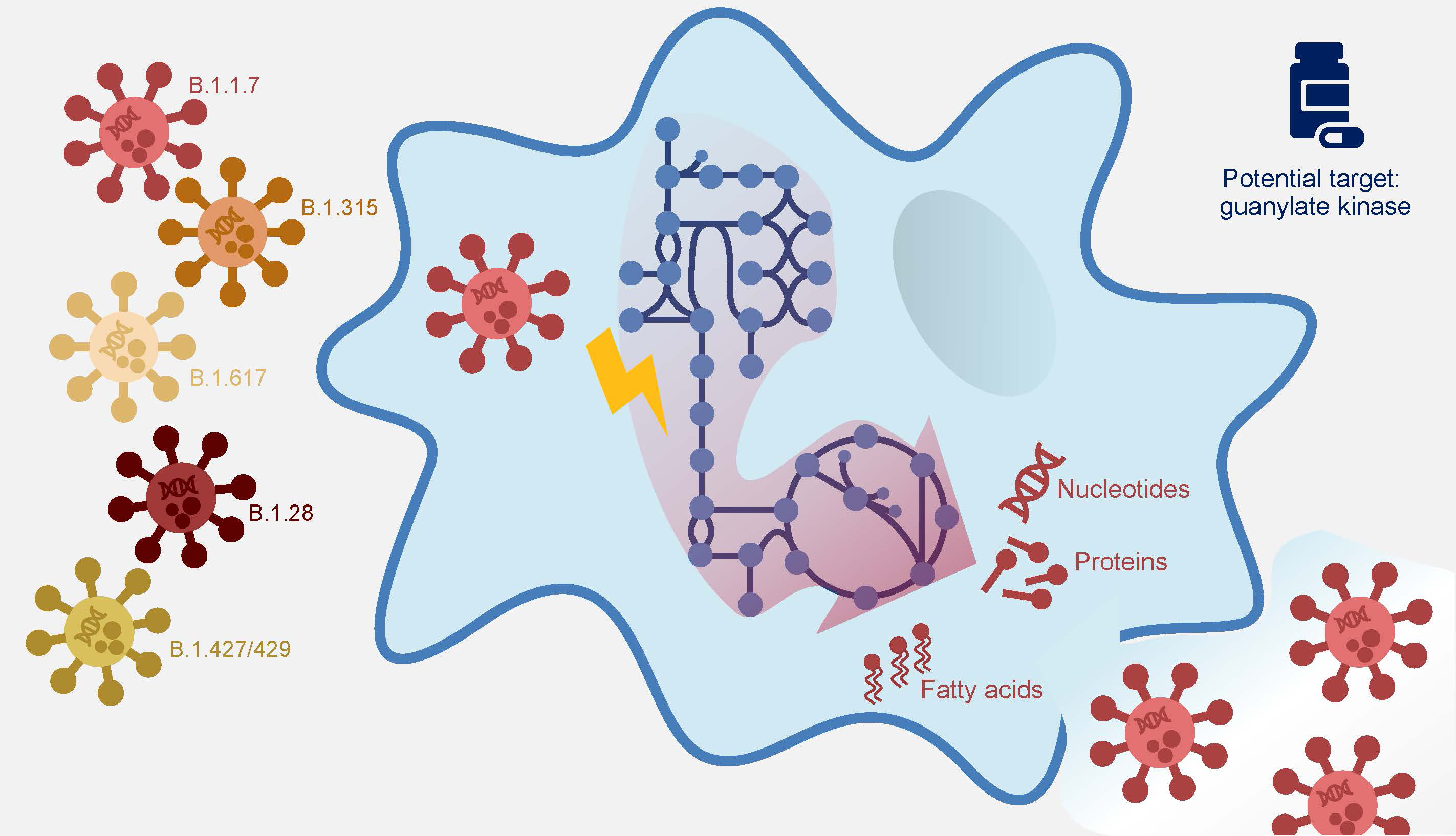 Das Coronavirus befällt menschliche Zellen und programmiert deren Stoffwechsel so um, dass neue Bestandteile für Viruspartikel, wie Nukleotide, Proteine und Fettsäuren, hergestellt werden. Durch Computeranalysen des veränderten Stoffwechsels in Alveolarmakropagen konnte in allen getesteten Virusmutanten die Guanylatkinase als möglicher Angriffspunkt bestätigt werden.