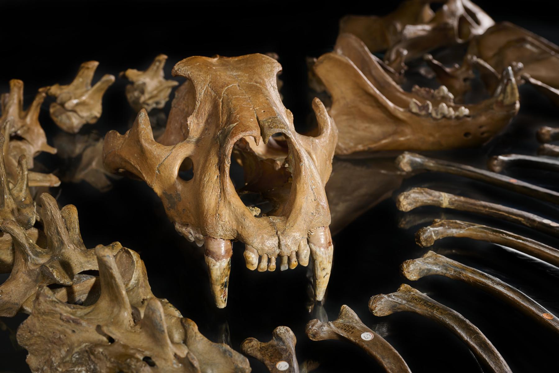 The skull of the cave lion from Siegsdorf (Bavaria, Germany) shows the large canines of this dangerous carnivore. 