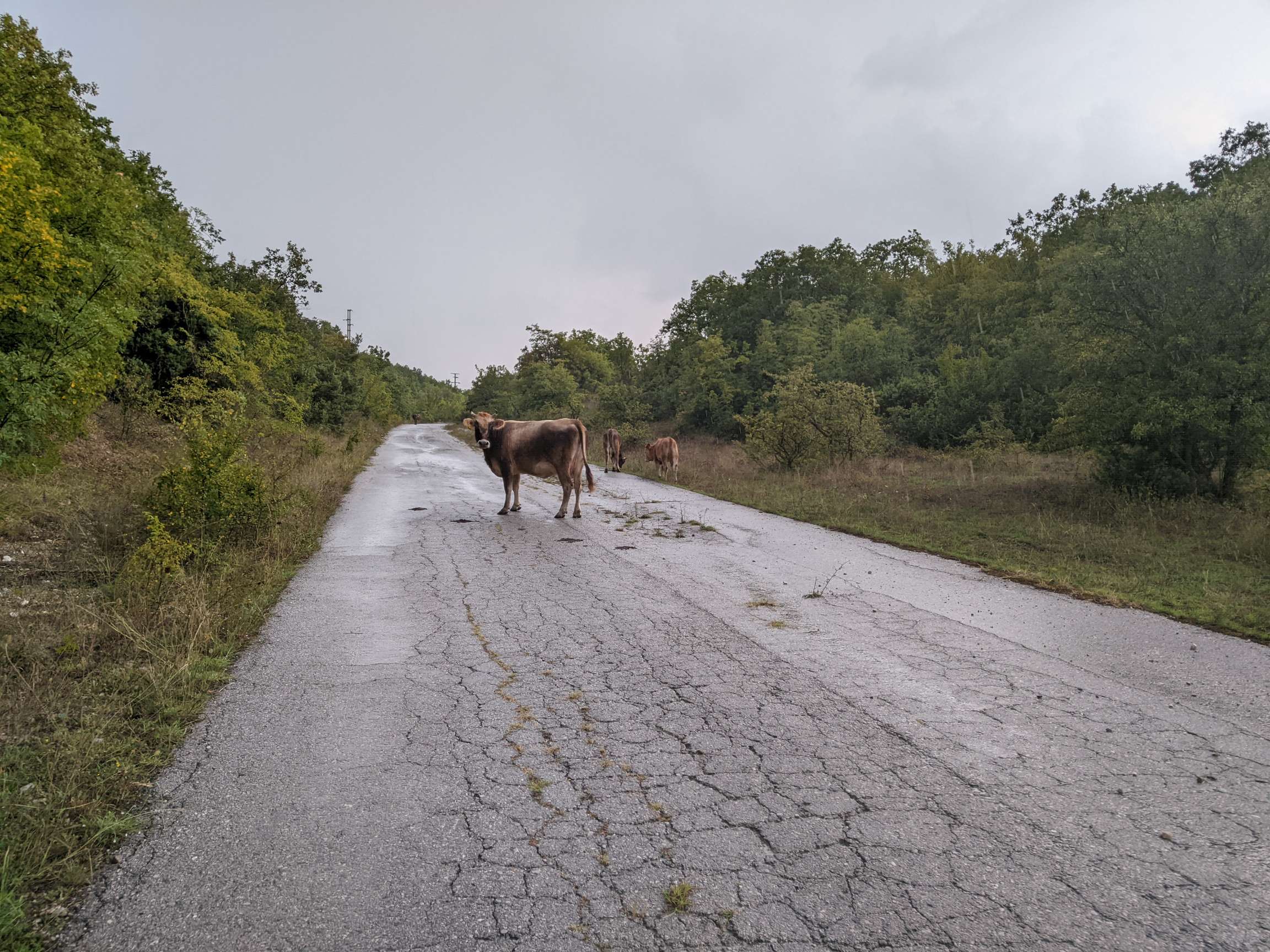 Eine Kuh steht mitten auf einer schlecht asphaltierten Straße