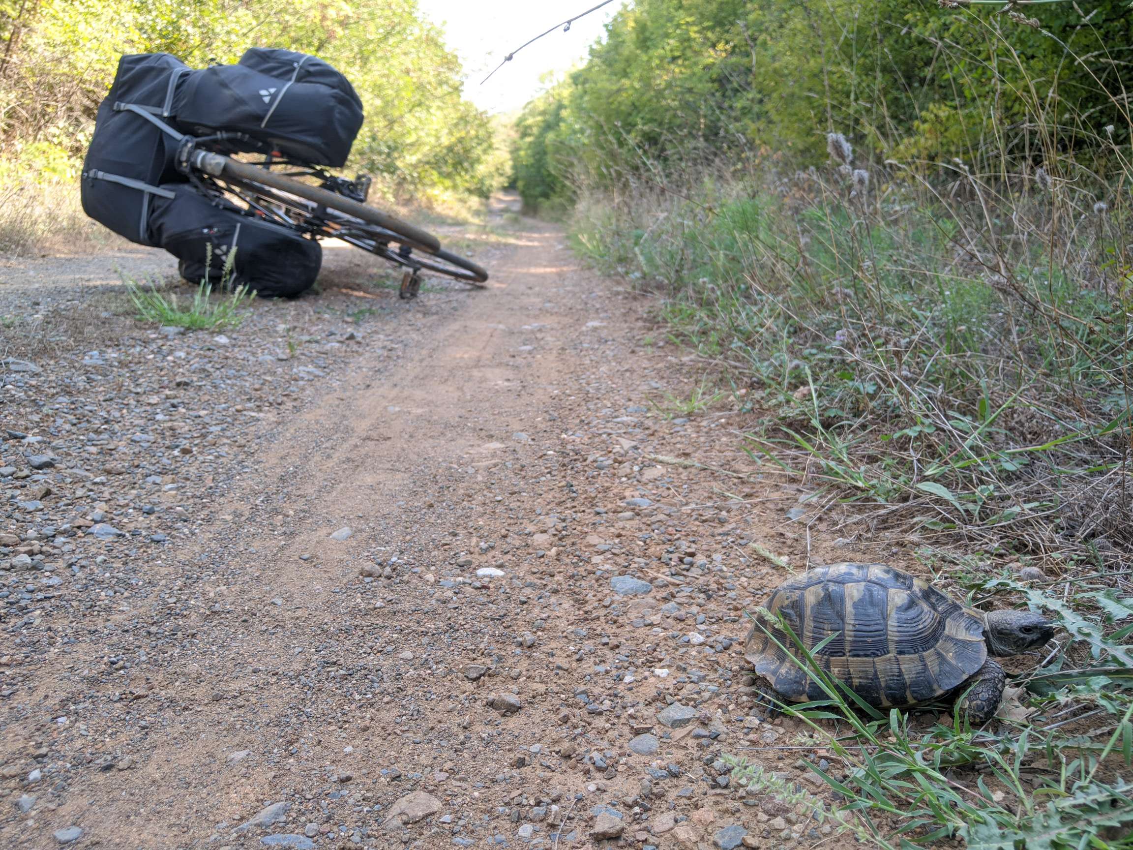 Im Vordergrund kriecht eine Schildkröte am Wegesrand, im Hintergrund liegt ein bepacktes Fahrrad auf dem Weg