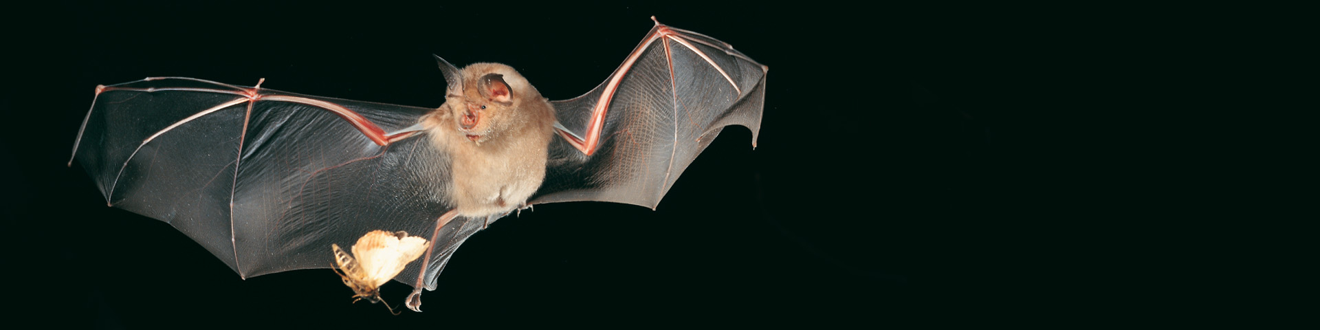 Press release: Horseshoe bats use echolocation to separate background echoes from those of fluttering prey