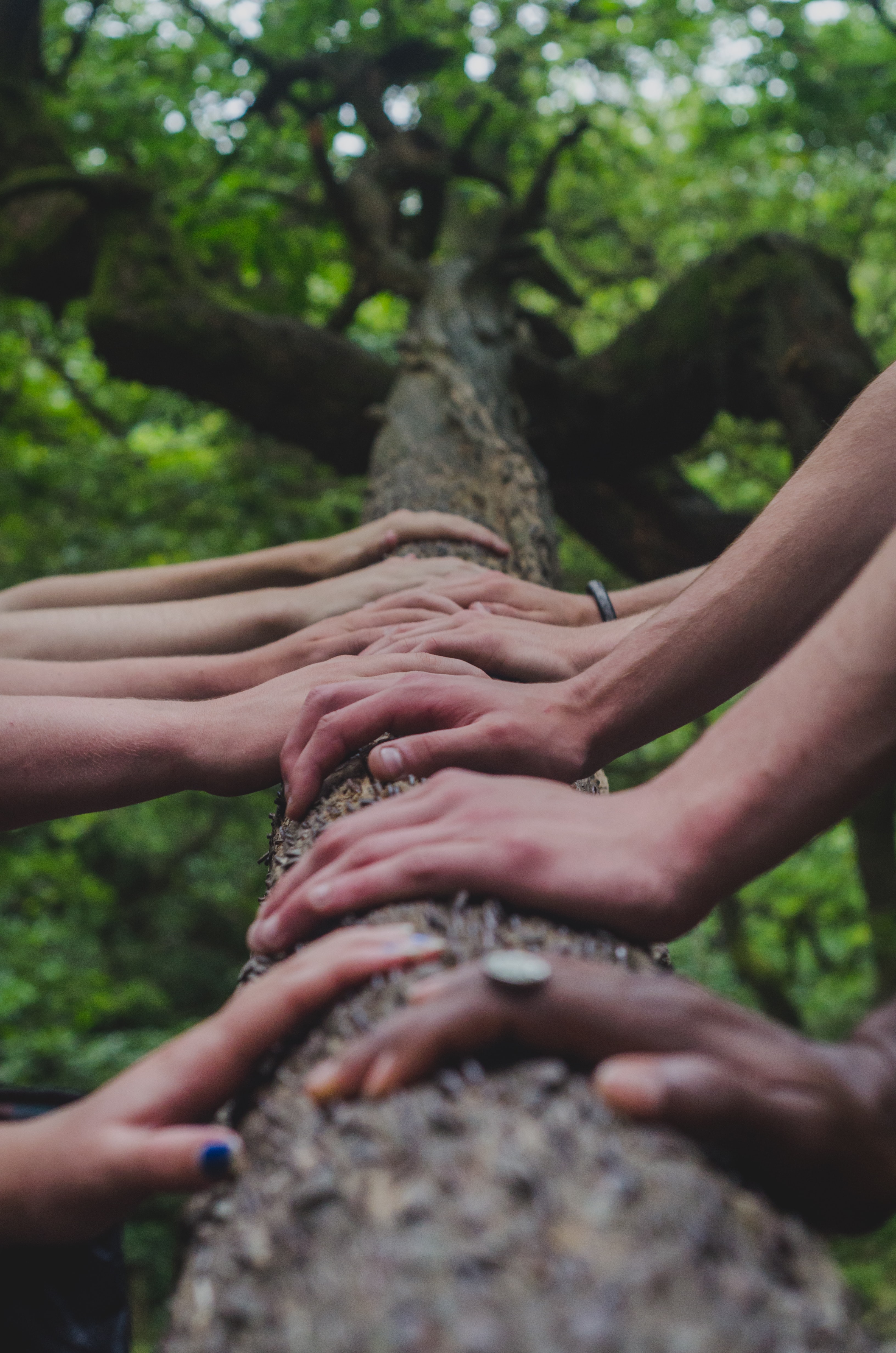 Hands on the trunc of a tree