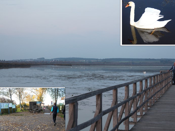 Visit of Lake Federsee with its great diversity of birds (a swan in the top right corner)