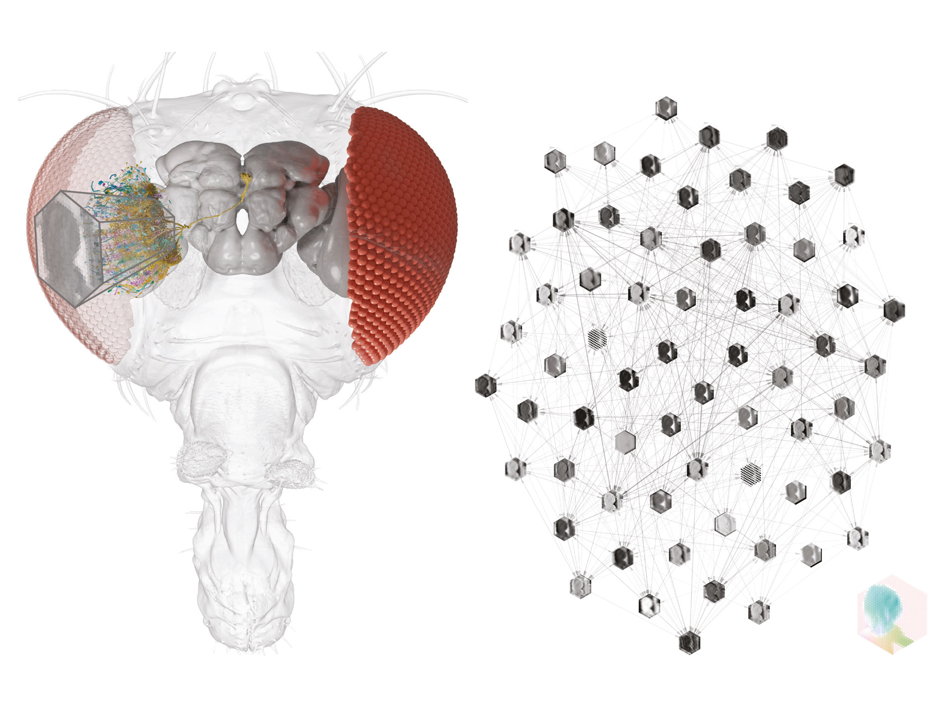 Illustration of the compound eye of a fly (left) and a neural network (right)