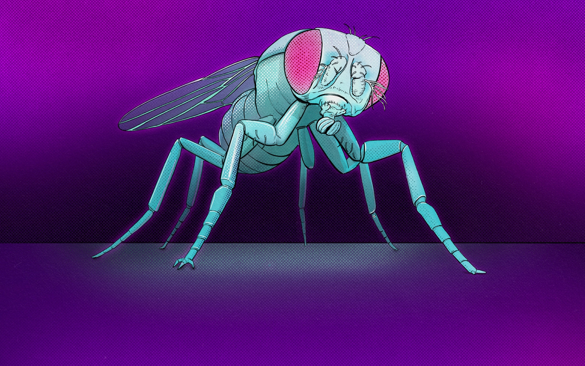 Illustration of a fly