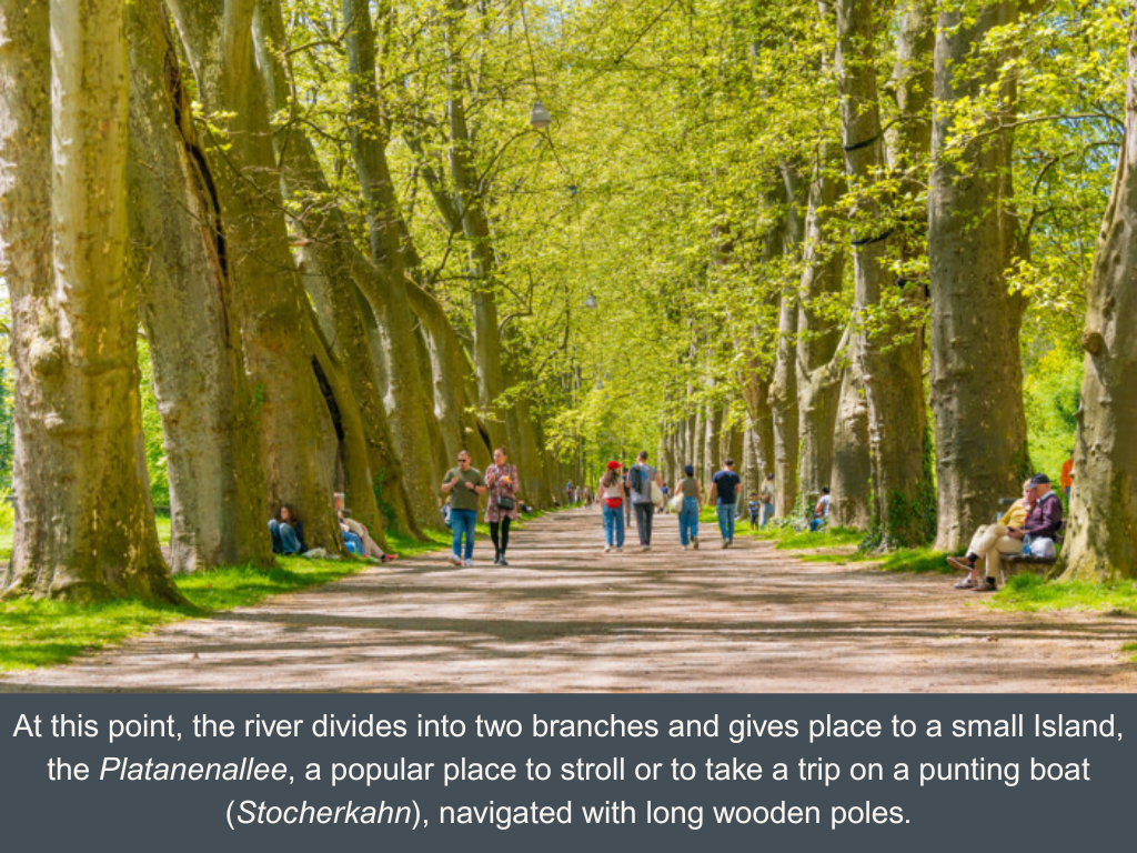 People walking along the so-called Platanenallee, in between large green-leaved oak trees in two long lines