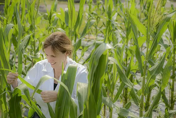 Marja Timmermans untersucht ein Maisblatt im Versuchsfeld.