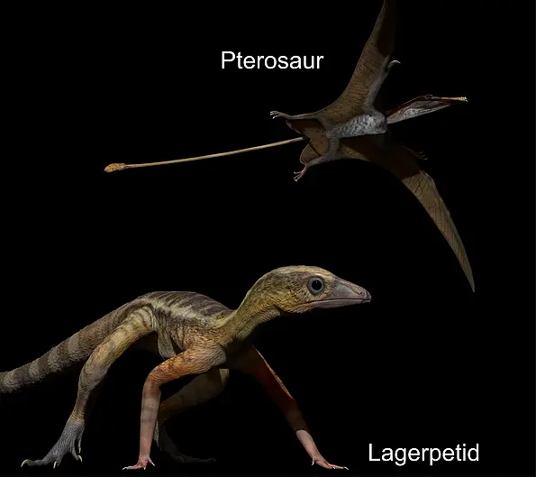 Artist’s impression of a pterosaur (top) and a lagerpetid (bottom) from the late Triassic period approximately 215 million years ago.