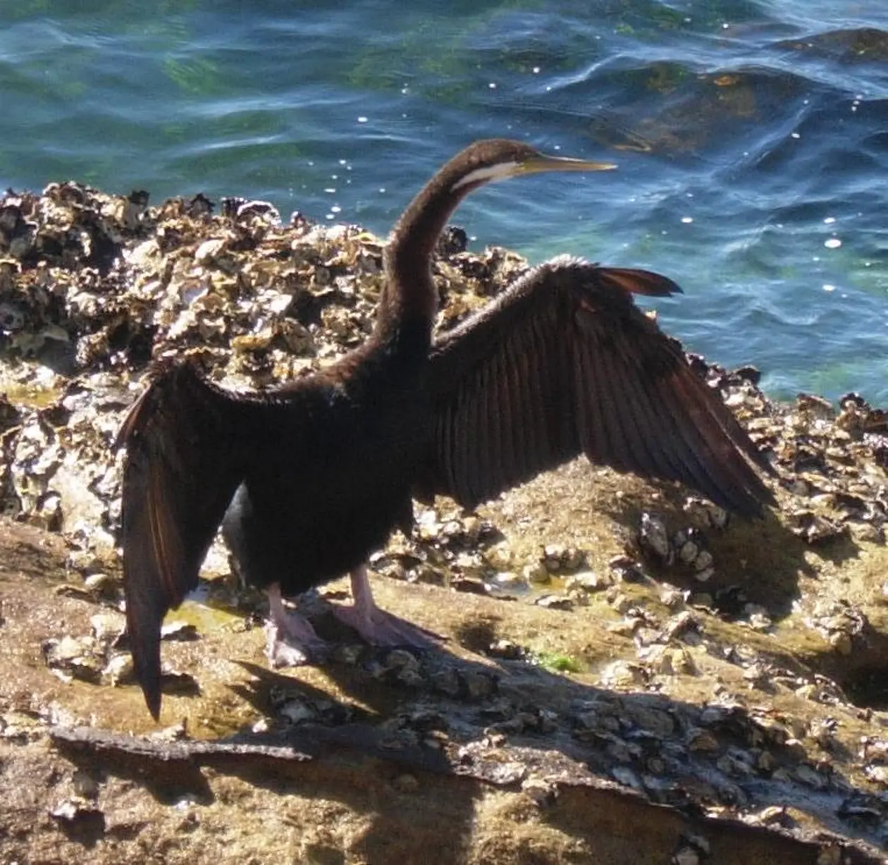 Australasian darter (Anhinga novaehollandiae) sunbathing. 