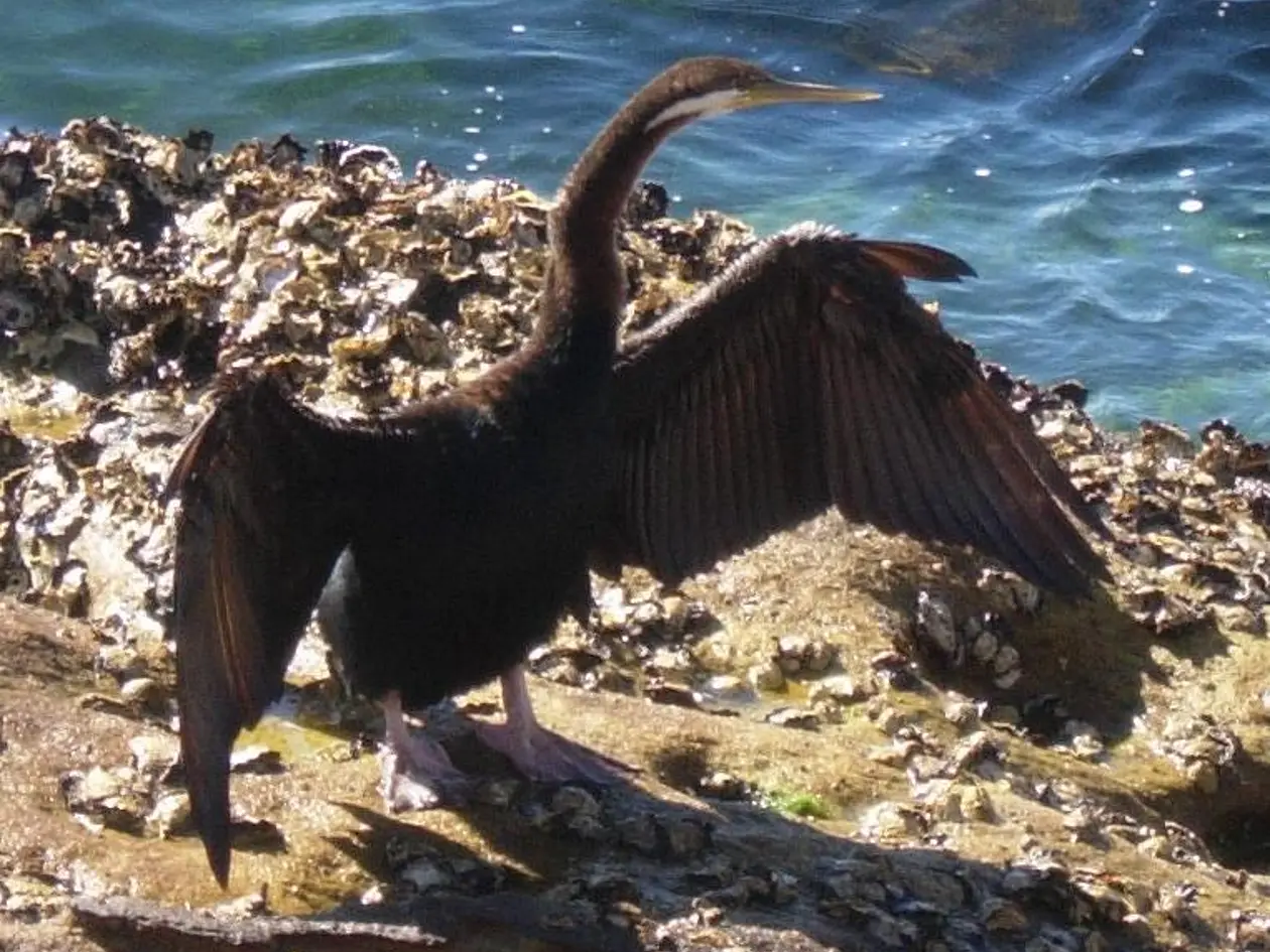 Australischer Schlangenhalsvogel (Anhinga novaehollandiae) beim Sonnenbaden. 