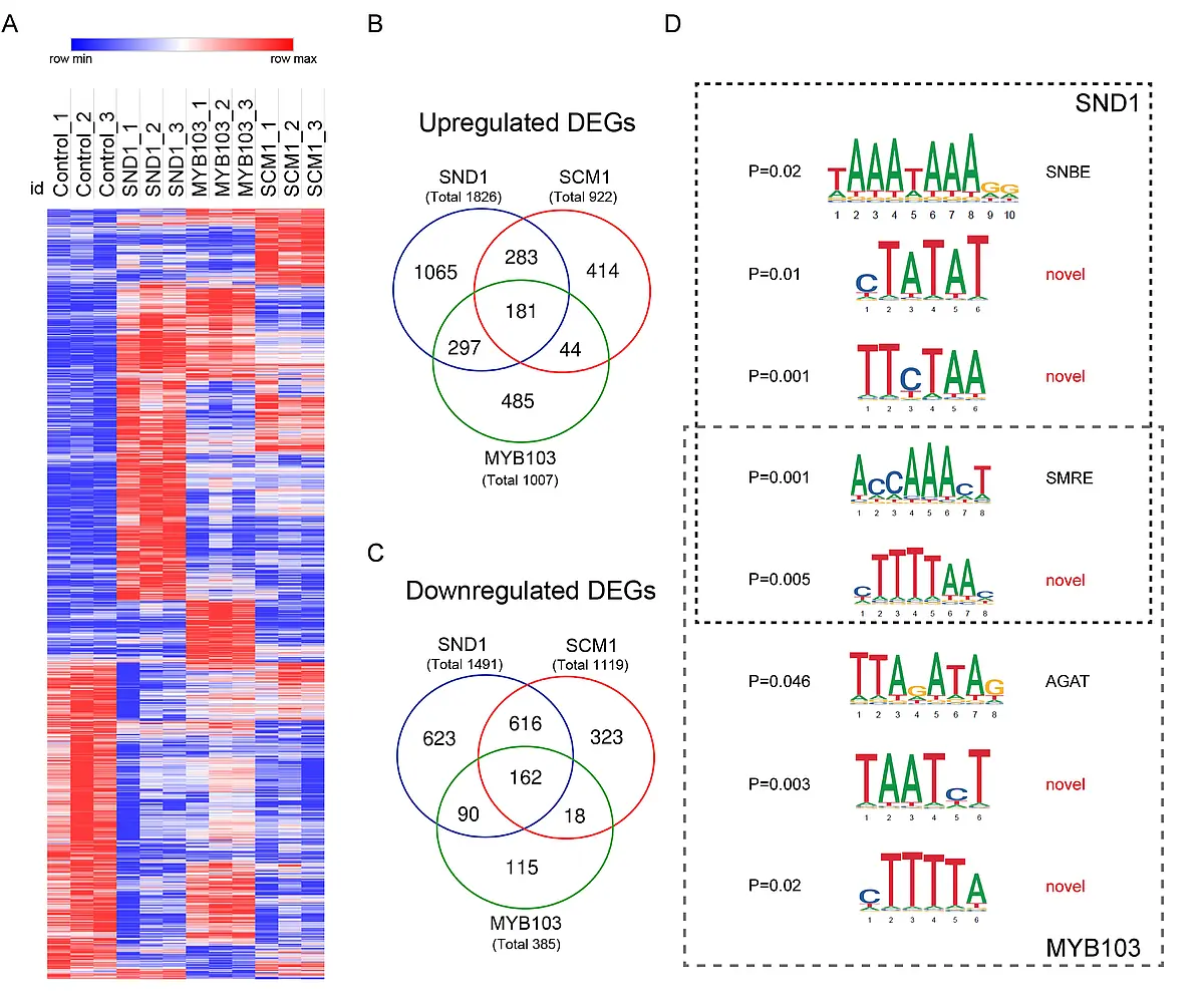 Profiling of transcriptional network regulated by Miscanthus transcription factors 