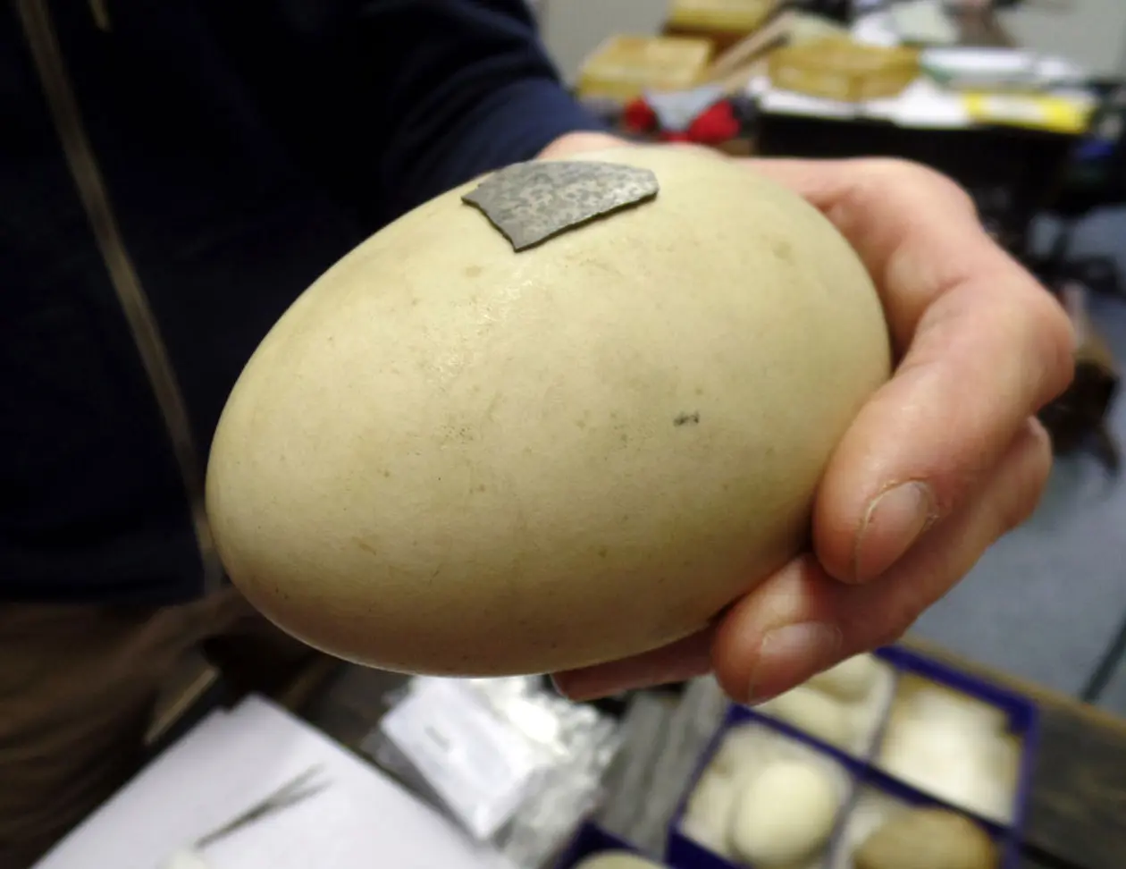 Foto 04: Fragment einer 300.000 Jahre alten Eierschale vom Singschwan (Cygnus cygnus) auf einem modernen Ei dieser Schwanart. Foto: Jordi Serangeli