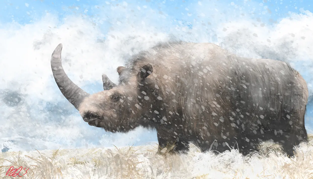 Das ikonische Wollnashorn starb vor etwa 10.000 Jahren aus. Verantwortlich war offenbar die Bejagung durch den Menschen in Kombination mit klimatischen Veränderungen. 