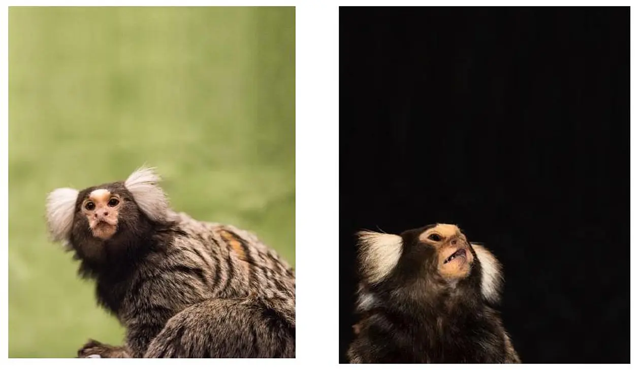 Tübingen neuroscientists identify the smallest units that make up the vocalisation of marmoset monkeys  Photos: Roland Hilgartner
