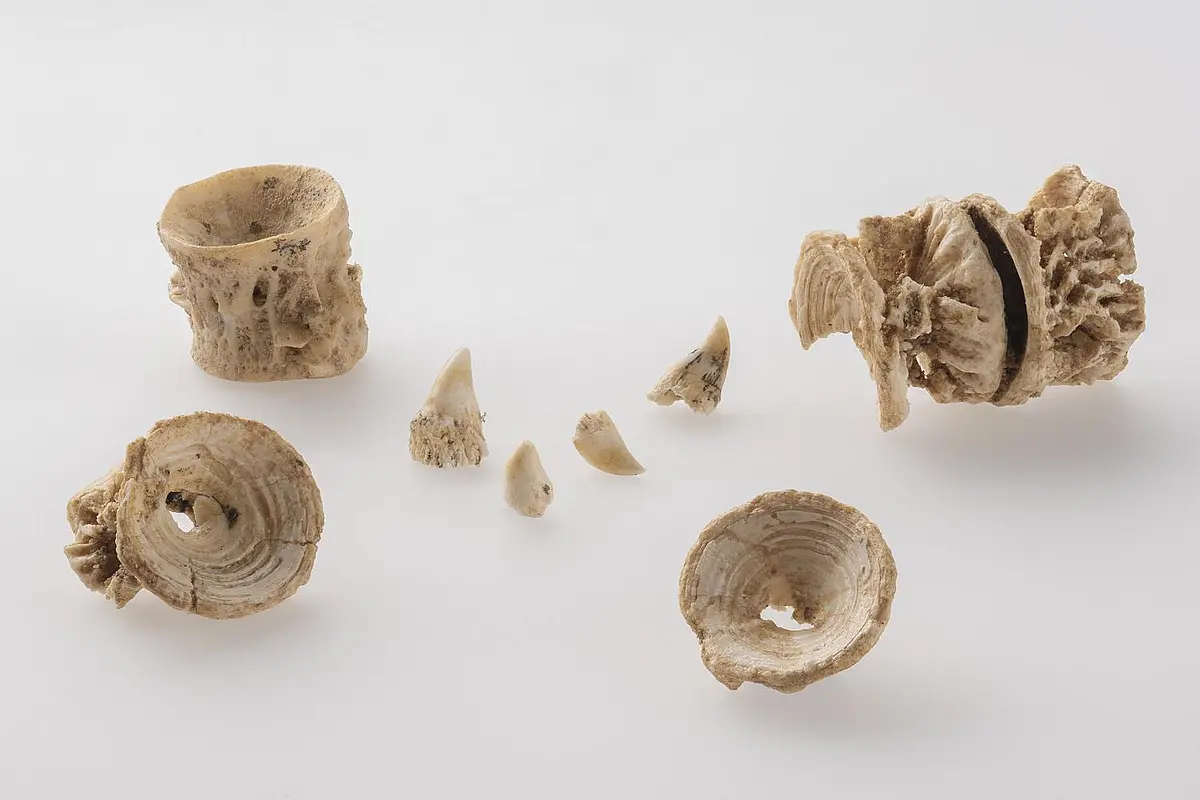 Wirbelkörper und Laichzähne Atlantischer Lachse