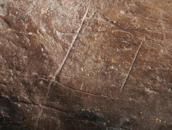 Detail of the precise and fine cut marks on the metatarsal of a cave bear.