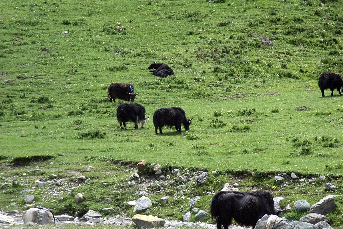 Mehrere Yaks, die auf einer grünen Weide grasen