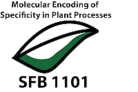 SFB 1101