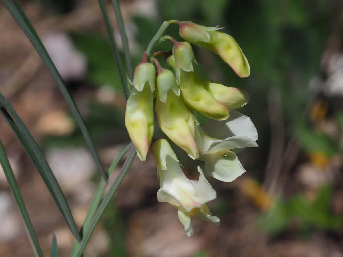 Blüte der Ungarischen Platterbse