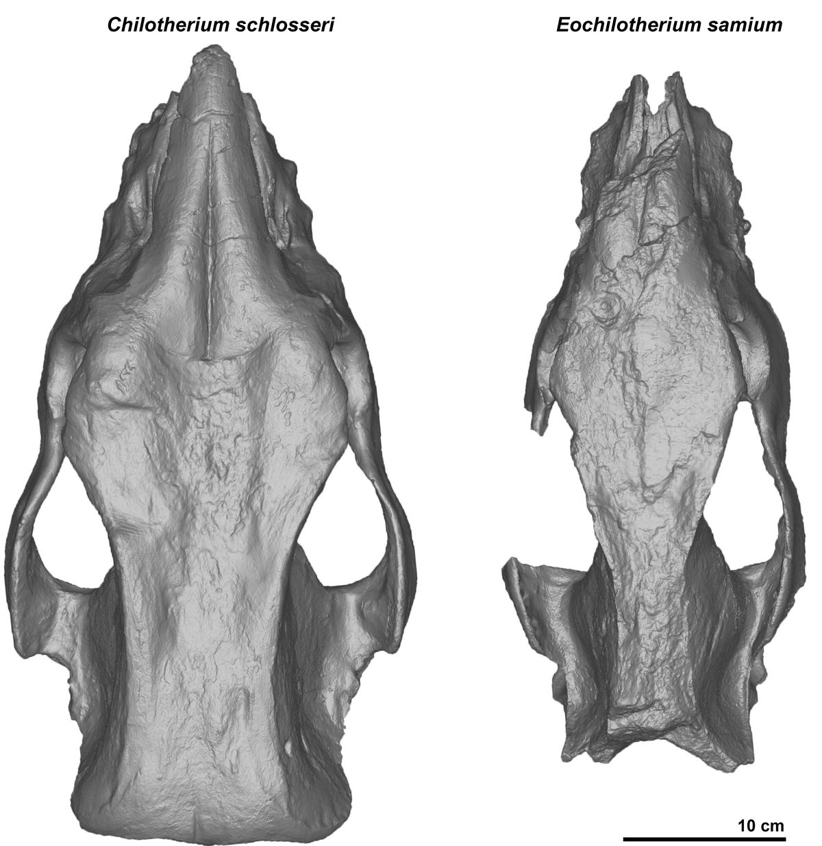 3D surface models of the examined skulls of hornless rhinoceros species.