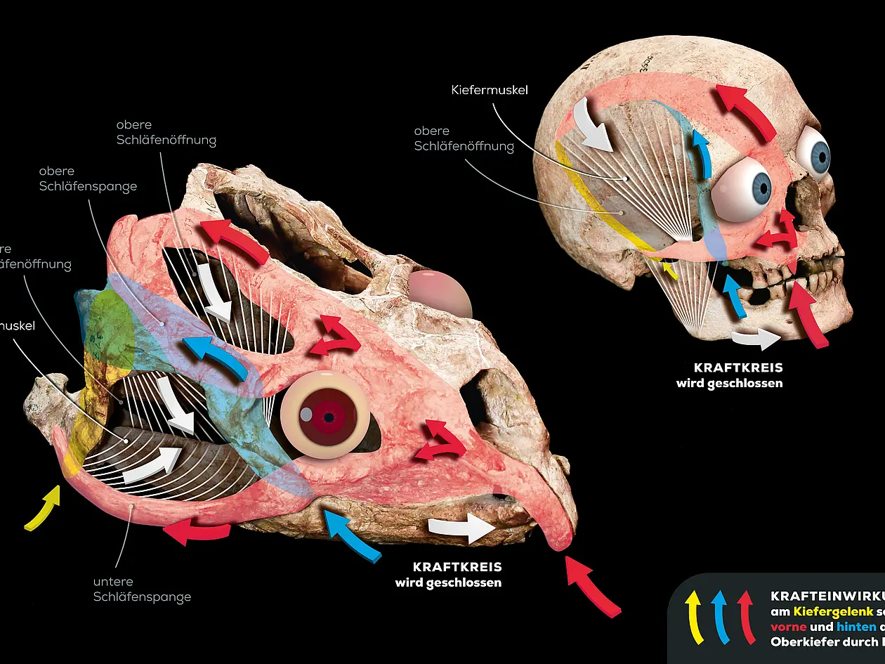 Kräfte, die beim Fressen auf den Schädel des Menschen und eines frühen Sauriers (Stenaulorhynchus stockleyi), der vor 280 Millionen Jahren in Europa gelebt hat, einwirken. 